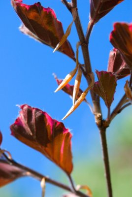 Fagus sylvatica 'Tricolor' (= 'Roseomarginata' ) - buk lesní - list